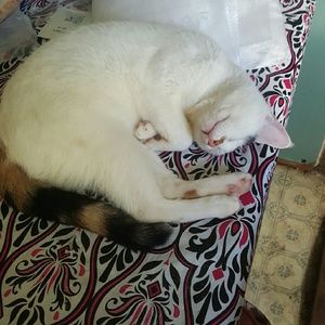 Meet your Posher, Esmeralda