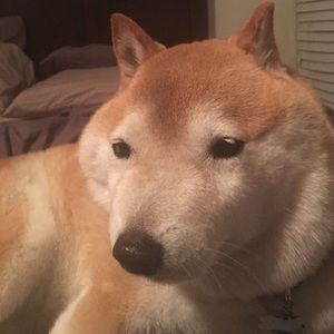 Meet your Posher, Chloe