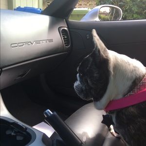 Meet your Posher, Priscilla