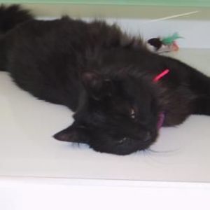 Meet your Posher, Gigi