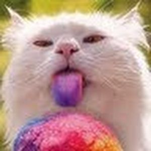 Meet your Posher, Cat