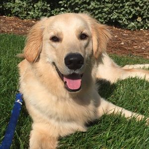 Meet your Posher, Shea