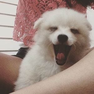 Meet your Posher, Victoria