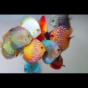 Meet your Posher, Carolina