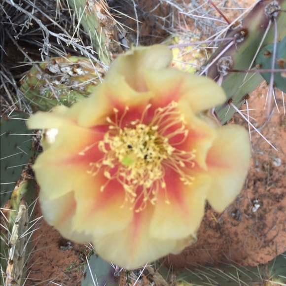 Meet your Posher, Courtney - Picture 1 of 1