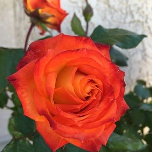 Meet your Posher, Mari