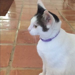 Meet your Posher, Sydney