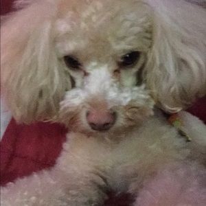 Meet your Posher, Kylie