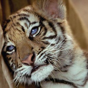 Meet your Posher, Annette