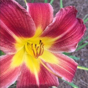 Meet your Posher, Lily