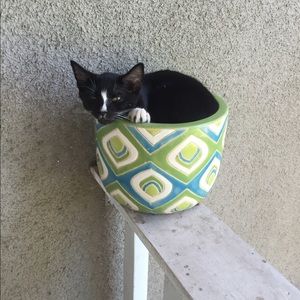 Meet your Posher, Shayne