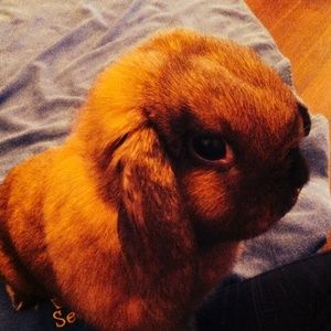 Meet your Posher, Callie