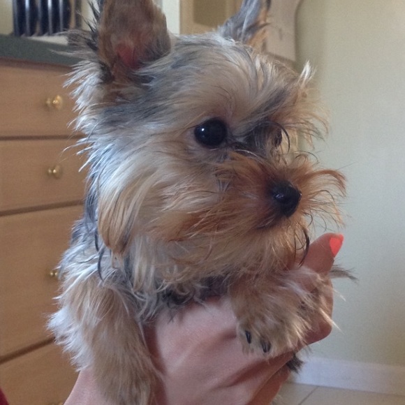 Meet your Posher, Maria