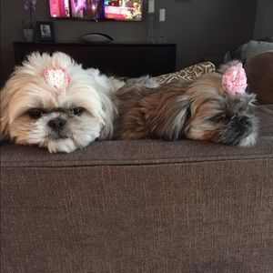 Meet your Posher, Amy