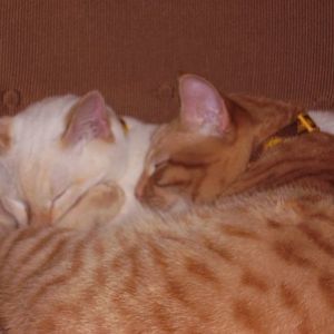 Meet your Posher, Elizabeth