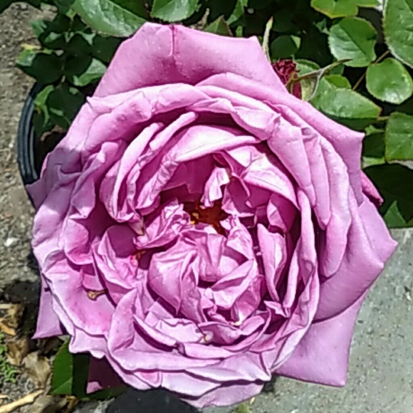 Meet your Posher, Rose