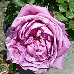 Meet your Posher, Rose