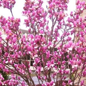 Meet your Posher, Savannah