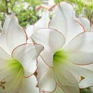 Meet your Posher, Ofelia