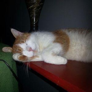 Meet your Posher, Patricia