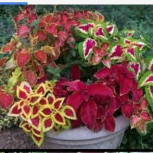 Meet your Posher, Frances