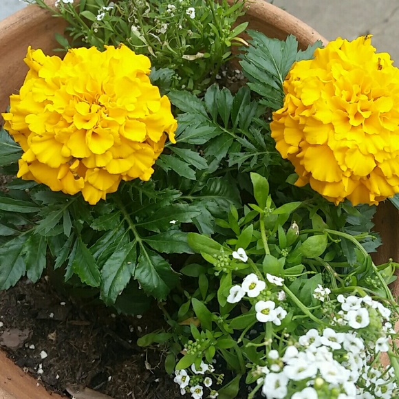 Meet your Posher, Carol