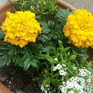 Meet your Posher, Carol