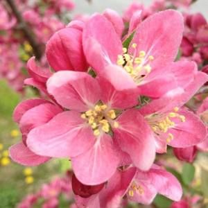 Meet your Posher, Connie