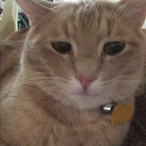 Meet your Posher, Shelby