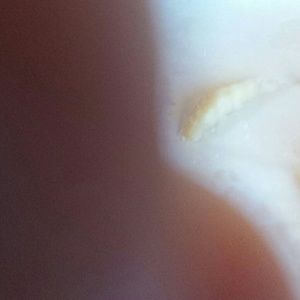 Meet your Posher, Luz