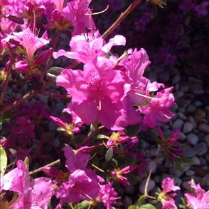 Meet your Posher, Kelsie