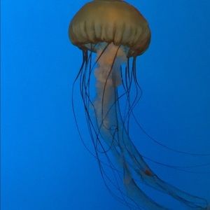 Meet your Posher, Sally