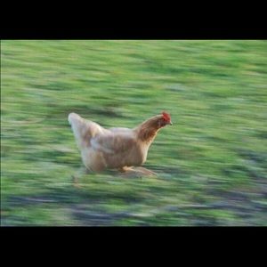 Meet your Posher, Felicity