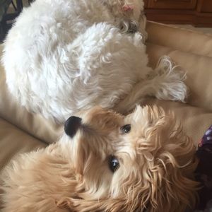 Meet your Posher, Sharon