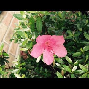 Meet your Posher, Shelby