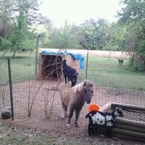 Meet your Posher, Ginger