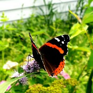 Meet your Posher, Becky