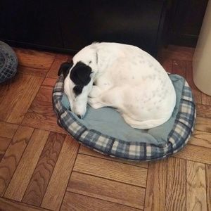 Meet your Posher, Rose