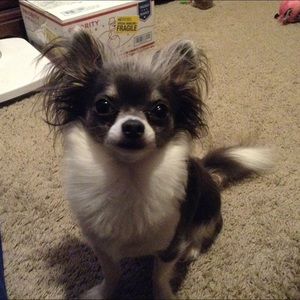 Meet your Posher, Will