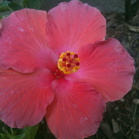 Meet your Posher, Angela - Picture 1 of 1