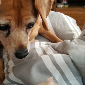 Meet your Posher, Nancy