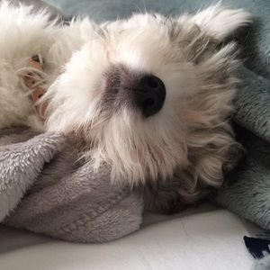 Meet your Posher, Gladys