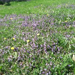 Meet your Posher, Candi