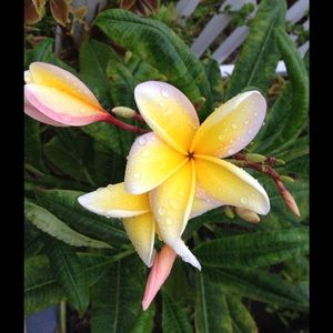 Meet your Posher, Esther