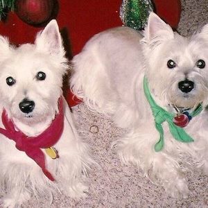 Meet your Posher, Carole