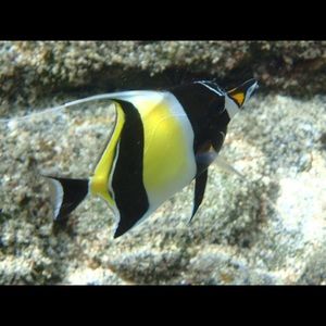 Meet your Posher, Marian