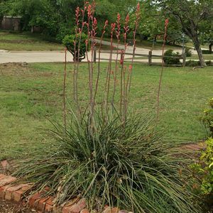 Meet your Posher, Vicky