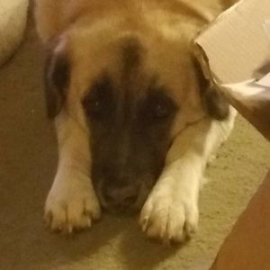 Meet your Posher, Allida