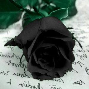 Meet your Posher, Alma