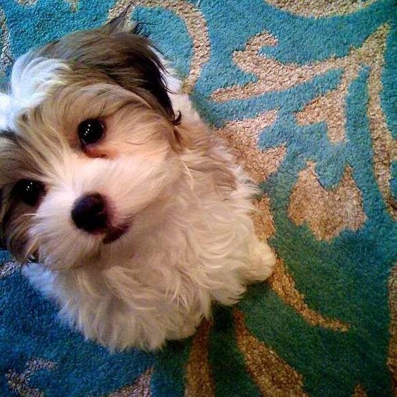 Meet your Posher, Carla - Picture 1 of 1